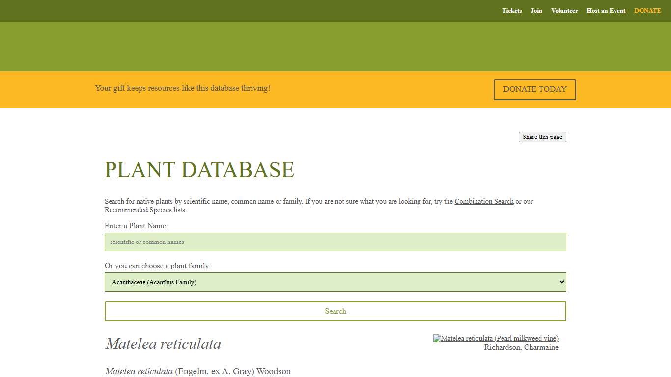 Matelea reticulata (Pearl milkweed vine) Native Plants of North America